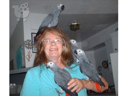 PoulaTo: Δύο ζεύγη ζακο παπαγάλοι